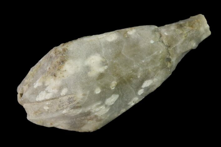 Blastoid (Troosticrinus) Fossil - Tennessee #135591